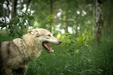 Close up profile portrait of a Czechoslovakian Wolfdog wearing a strict collar in the forest. Shallow depth of field creates soft bokeh background. Space on the right Wildlife, canine concept