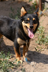 Black and Tan Dog Standing Outdoors on a Sunny Day With Open Mouth