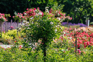 Rosengarten im Münsterland