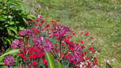 Sweden. Astrantia major, the great masterwort, is a species of flowering plant in the family Apiaceae, native to central and eastern Europe. 