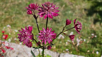 Sweden. Astrantia major, the great masterwort, is a species of flowering plant in the family Apiaceae, native to central and eastern Europe. 