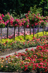 Rosengarten im Münsterland