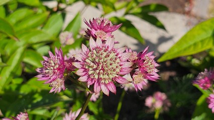 Fototapeta premium Sweden. Astrantia major, the great masterwort, is a species of flowering plant in the family Apiaceae, native to central and eastern Europe. 