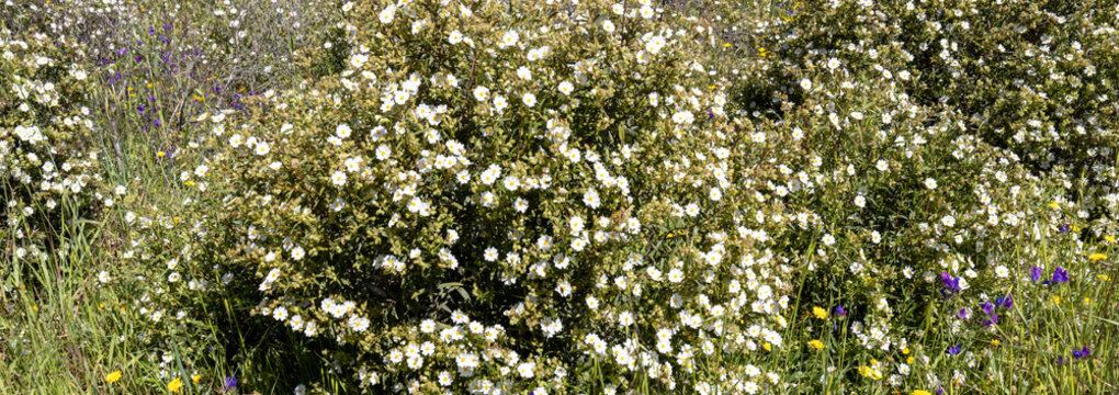 flora
