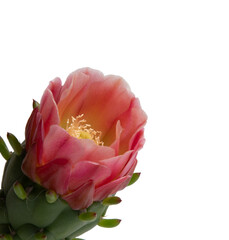 Vibrant Cactus Flower Isolate. A close-up of a stunning pink and orange cactus flower in full...