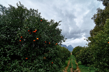 Lush Orange Grove Under Overcast Sky with Distant Mountain View