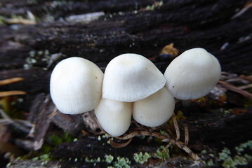 Weiße Pilze auf Baumstamm, Nahaufnahme