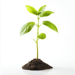 A vibrant, newly sprouted small green plant featuring five distinct, simple leaves