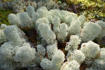 Cladonia rangiferina Wald in der Sonne, Flechte