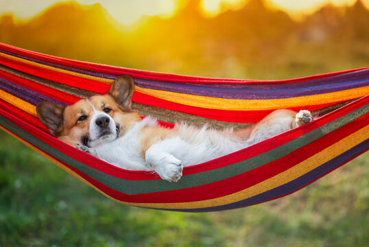 cute cottager pet dog corgi resting and lying in colorful hammock in summer garden with paws dangling
