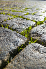Young green grass breaks through the paving stones. Grass in the asphalt. Nature in the city