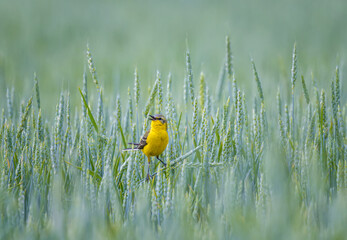 bird yellow wagtail male sitting on a field with ears of corn on a summer day