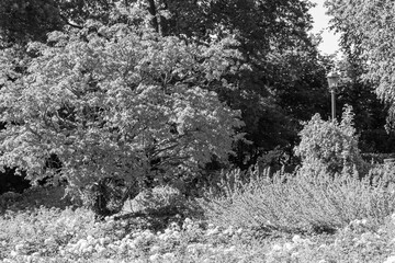 Rosengarten im Sommer