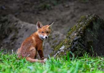  cute animal adorable red fox cub in spring forest sitting sticking out tongue playfully