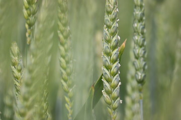 Anthesis stage of  winter wheat. Green ears of unripe winter wheat in an agricultural field