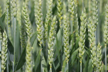 Anthesis stage of  winter wheat. Green ears of unripe winter wheat in an agricultural field