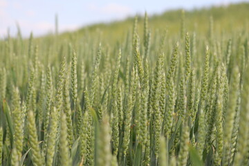 Green ears of unripe winter wheat in an agricultural field