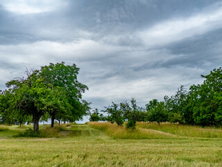 Gemähte Streuobstwiese