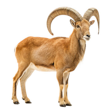 Urial animal png wild mountain sheep species png large-horned goat species png rugged terrain mammal png desert mountain wildlife png transparent background image
