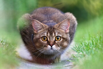 Domestic cat hidden in the grass in hunting pose. Huge lovely eyes detail.