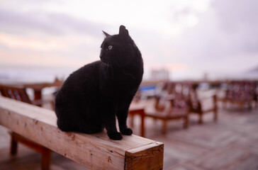 Black Cat Sitting on Wooden Bench at an Outdoor Sunset Location
