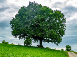 Große Linde im Frühsommer
