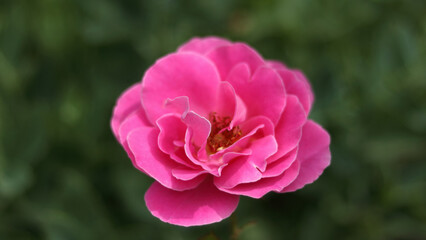Macro view of a pink rose in full bloom with rich color and soft shadows, dark floral background.