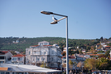 Seagull Perched on a Street Light Above a Coastal Town in Daylight