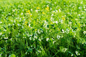 blooming green peas on the floor, sun day