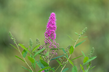 Willow leaved meadowsweet (spiraea salicifolia) flowers in bloom