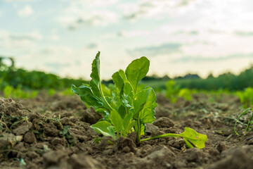 Cabbage sprouts emerge from rich soil in a lush agricultural field, basking in the warm sunlight of the late afternoon, with distant greenery visible