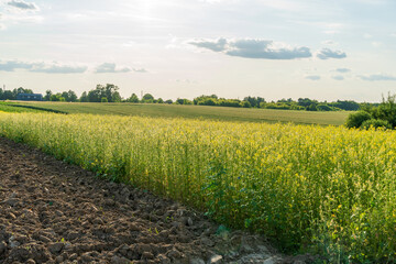 Fields filled with blooming mustard plants stretch across the landscape, showcasing vibrant yellow...