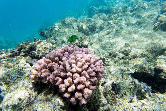 A view of coral reef