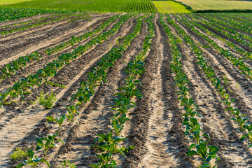 Rows of young cabbage sprouts thrive in fertile soil under a clear sky, illustrating spring's...