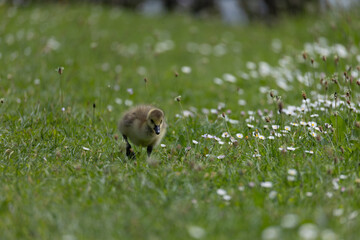 Cute duckling exploring a flower-covered meadow on a sunny day.