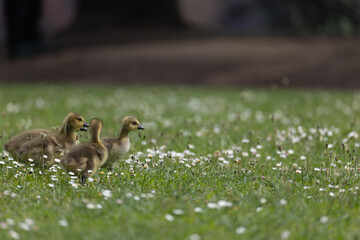 Group of goslings exploring a field with white flowers in springtime.