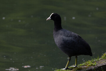 Black coot bird standing at the lake edge with a green water background.