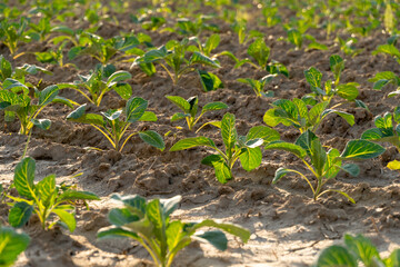 Young cabbage sprouts flourish in neat rows within a sunlit field, showcasing vibrant green leaves...