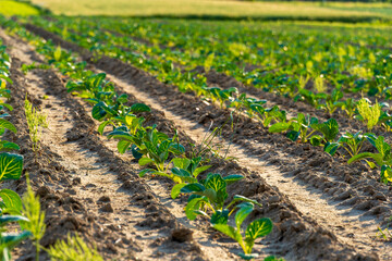 Rows of vibrant cabbage sprouts thrive in rich, tilled soil on a farm field. The sun shines...