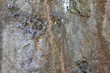 Beech trunk texture – high-resolution wood bark surface