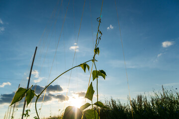 Tall bean plants stretch towards a clear blue sky, soaking in the warm sunlight. The vibrant green...