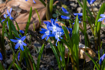many blue flowers of the star hyacinth on a meadow at springtime