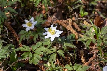 White Wood anemone flower in spring in the beautiful nature