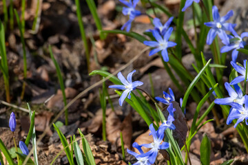 many blue flowers of the star hyacinth on a meadow at springtime