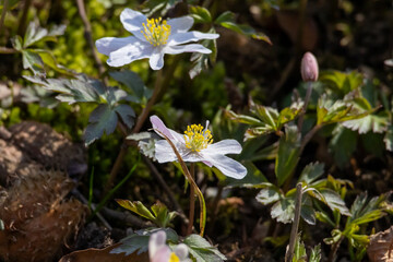 White Wood anemone flower in spring in the beautiful nature