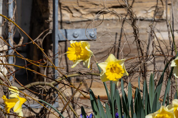 A closeup of a vibrant daffodil flower in full bloom at springtime