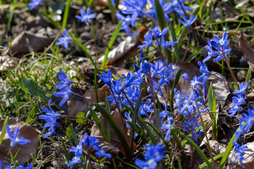 many blue flowers of the star hyacinth on a meadow at springtime