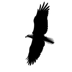 Dynamic Eagle in Flight Silhouette Vector - Angled View Predator