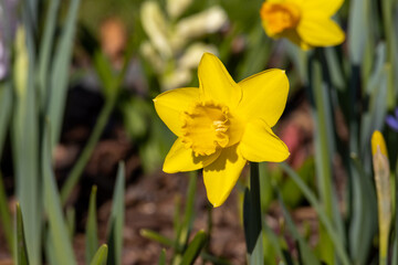 A closeup of a vibrant daffodil flower in full bloom at springtime