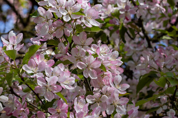 Close-up of a Japanese cherry blossom in full bloom in spring